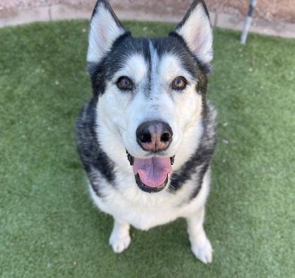 Enlarge House, a Adoptable mixed breed in Phoenix, AZ image 3/3