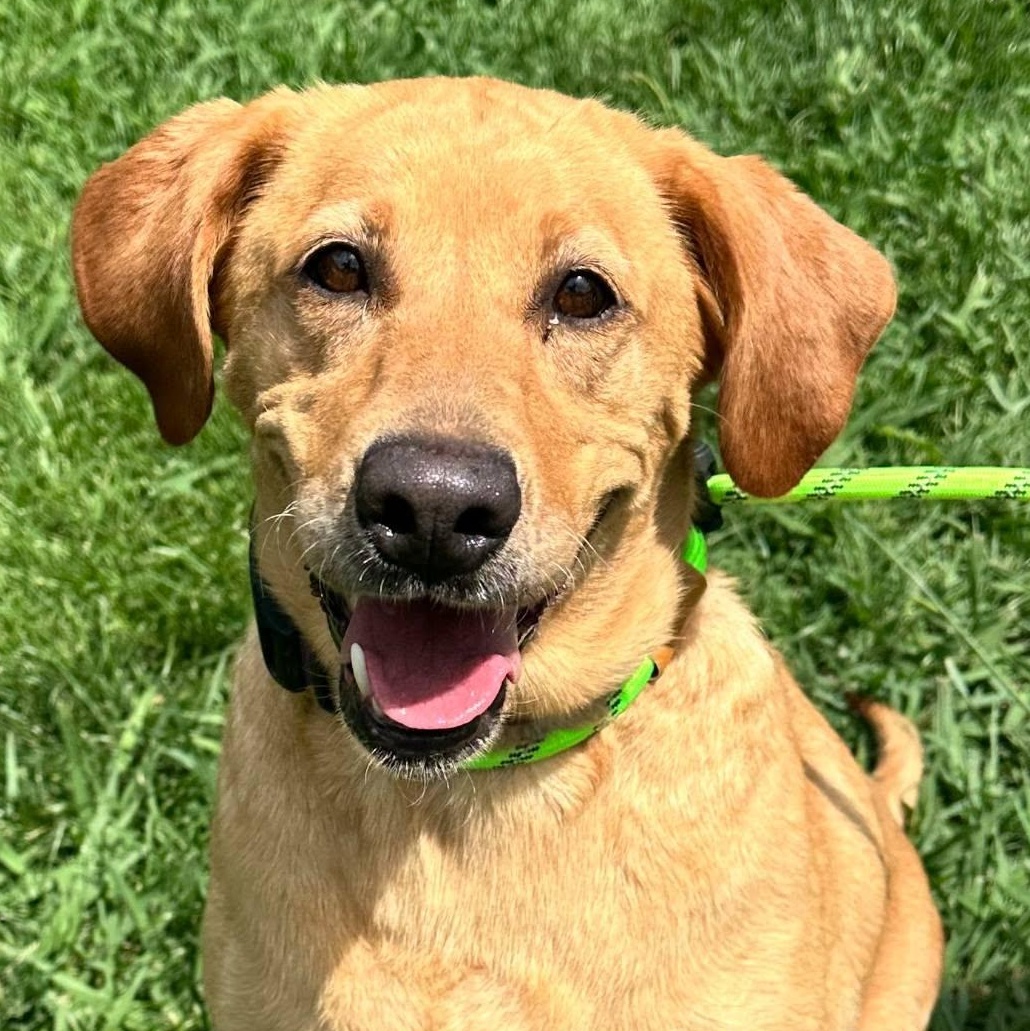Carolyn, adopted, Adult Female Labrador Retriever.