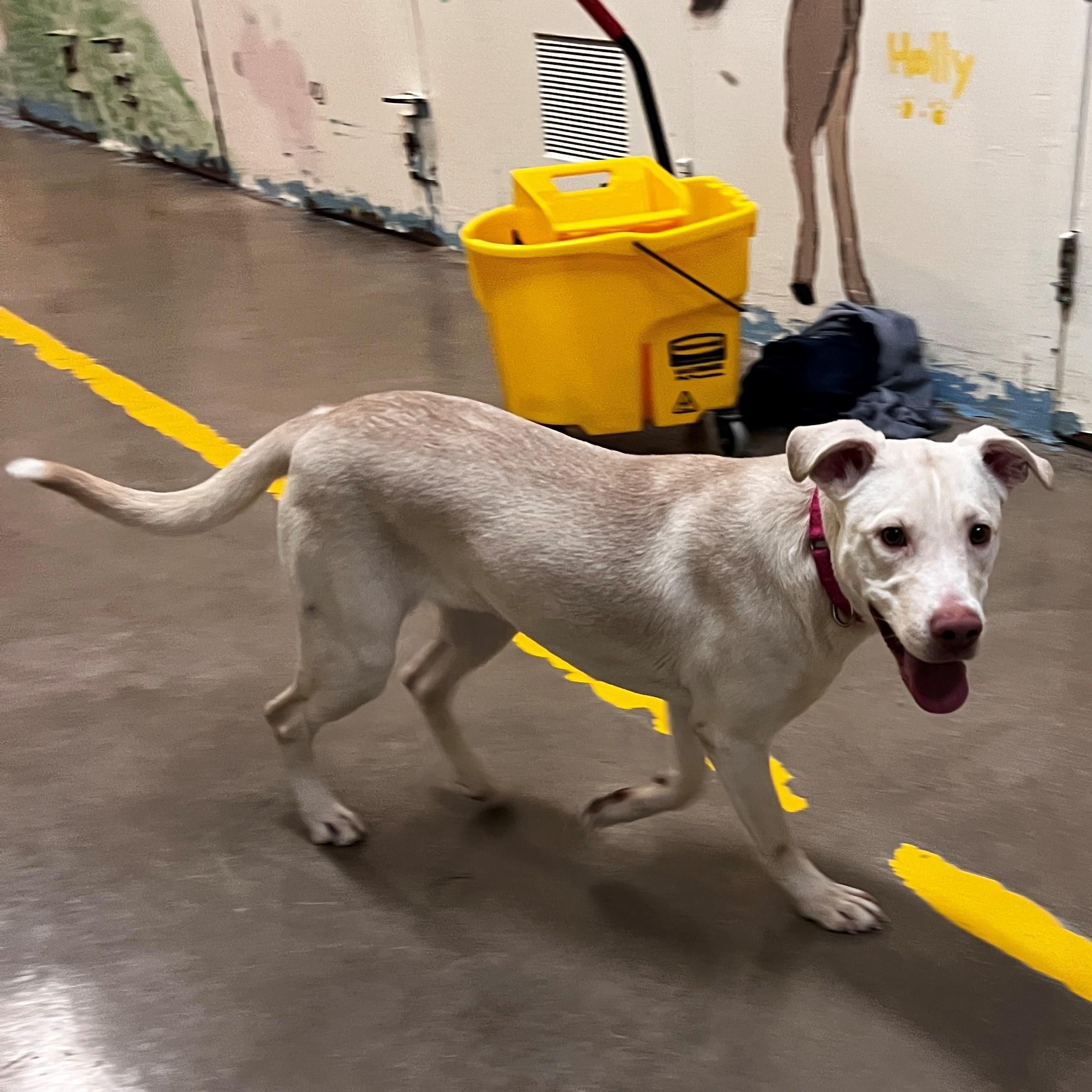 Enlarge Vibes 3972, an adoptable mixed breed in Phoenix, AZ image 2/2