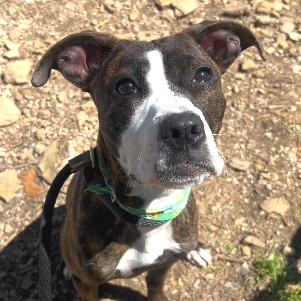 Twix — thumbnail 2