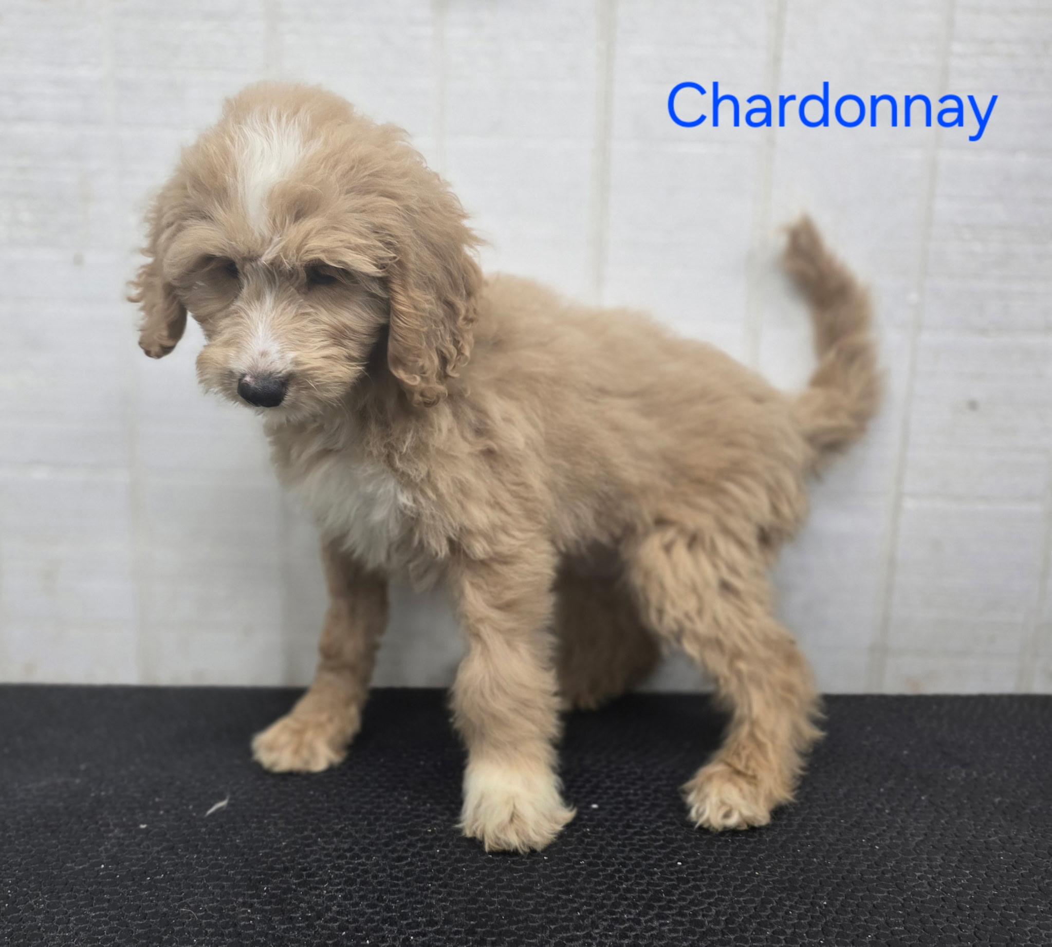 Chardonnay