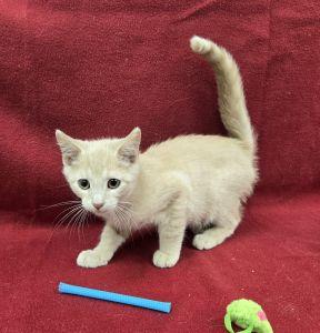 Enlarge Larry, a Adoptable Domestic Short Hair in Bucyrus, OH image 2/3