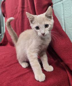 Larry, Adoptable, Young Male Domestic Short Hair.