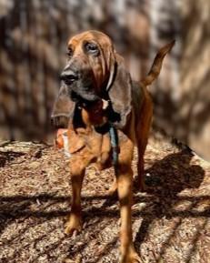 Milo, Adoptable, Adult Male Bloodhound & Mixed Breed.