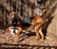 Milo, a Adoptable mixed breed in Washington, DC image 2/3