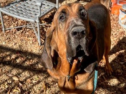 Milo, a Adoptable mixed breed in Washington, DC image 3/3
