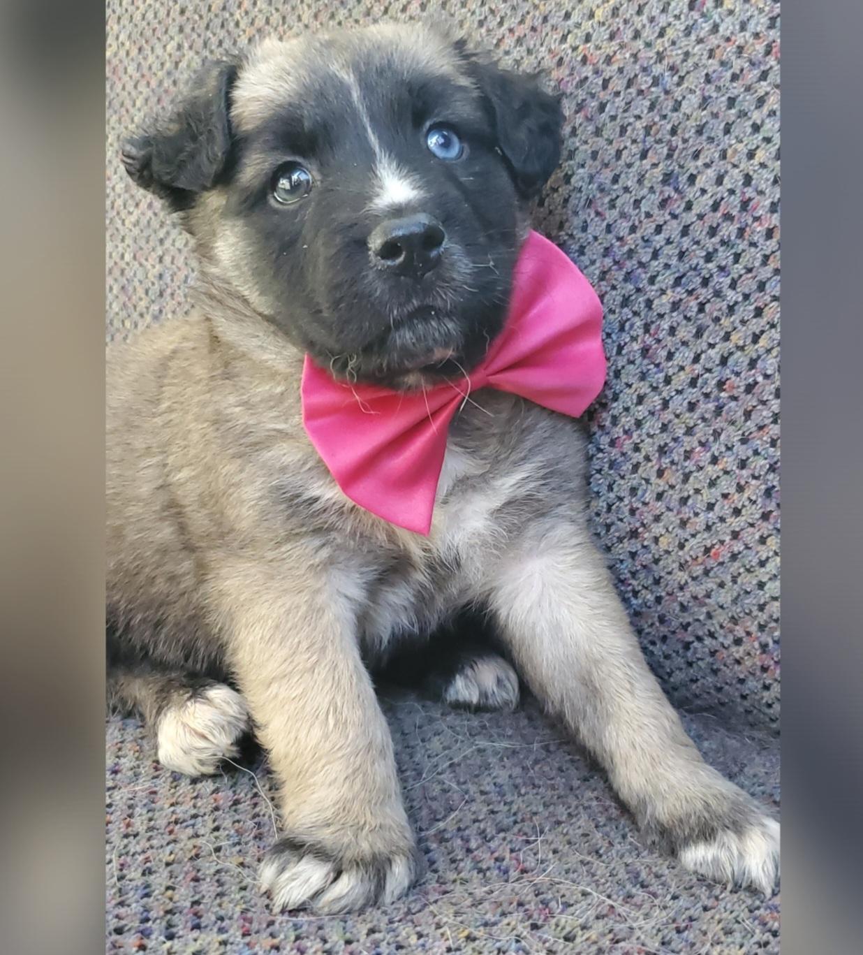 Enlarge Harper, a Adoptable mixed breed in Gilbert, SC image 4/6