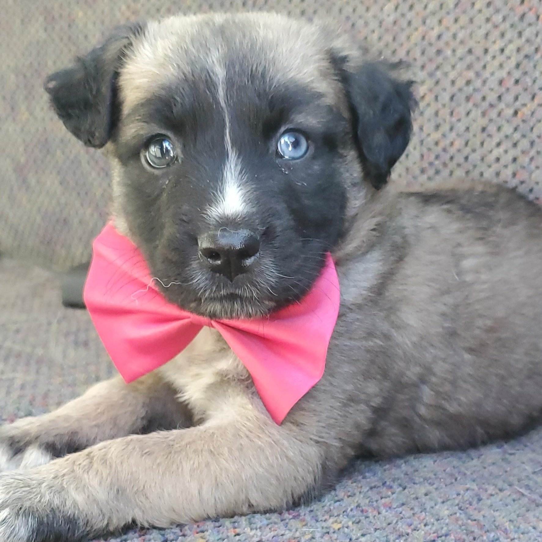 Enlarge Harper, a Adoptable mixed breed in Gilbert, SC image 5/6