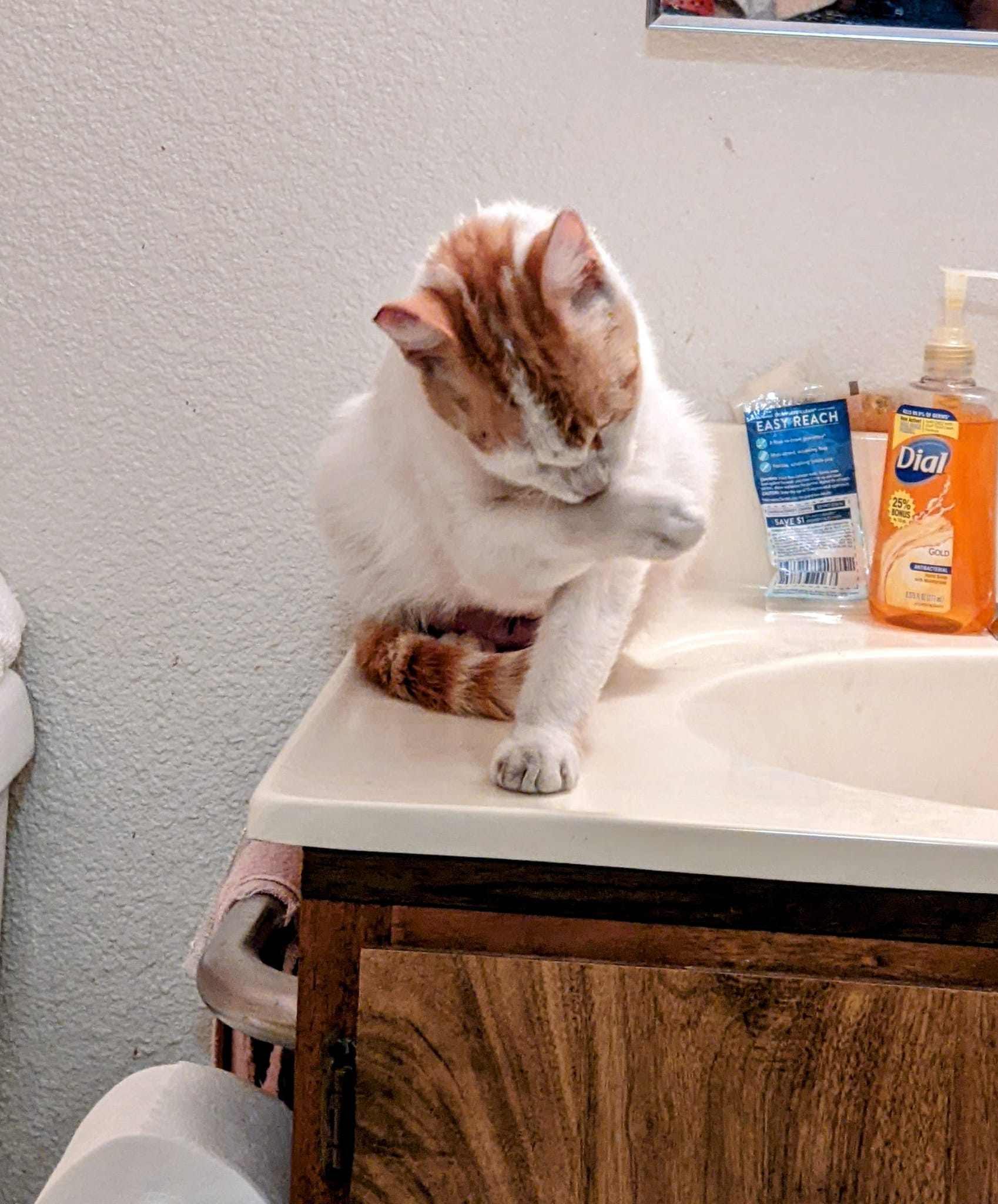 Enlarge Butter Cup, a Adoptable Turkish Van in Cottonwood, CA image 3/4