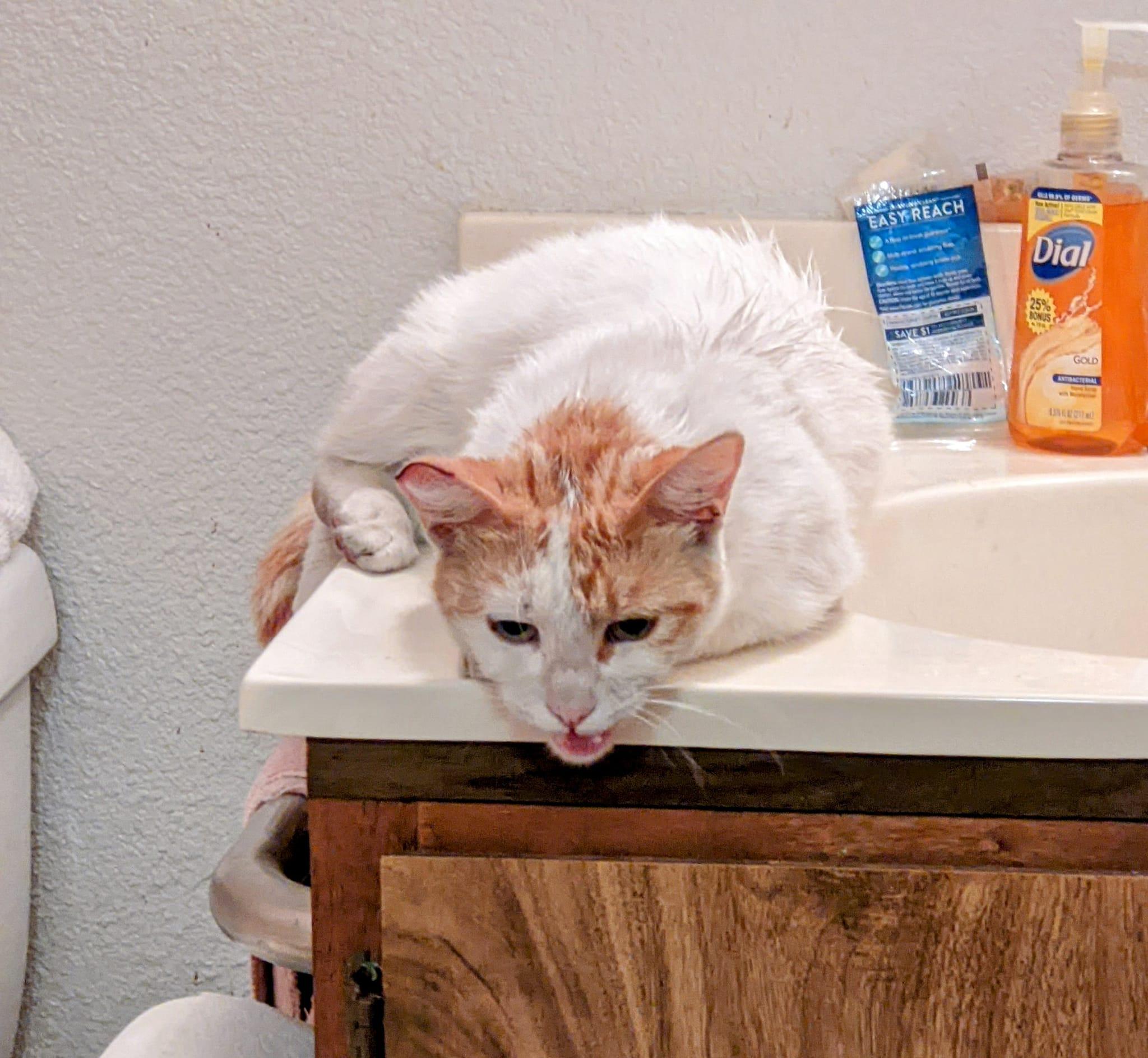 Enlarge Butter Cup, a Adoptable Turkish Van in Cottonwood, CA image 2/4