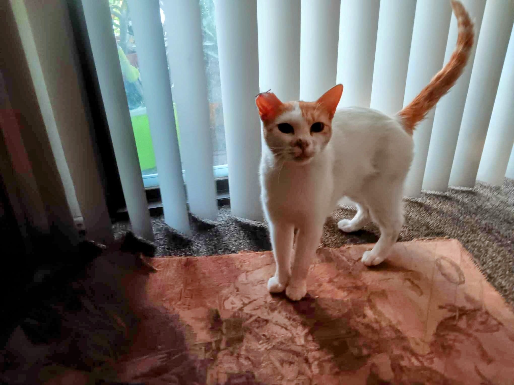 Enlarge Butter Cup, a Adoptable Turkish Van in Cottonwood, CA image 4/4