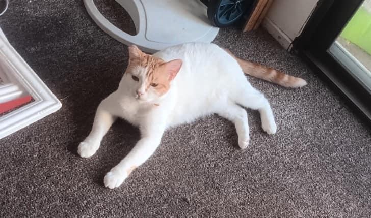 Butter Cup, Adoptable, Adult Female Turkish Van.