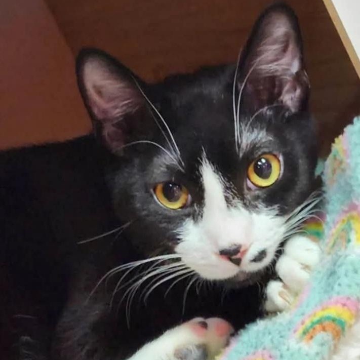 Carson, an adoptable Domestic Short Hair in Norfolk, VA image 2/3