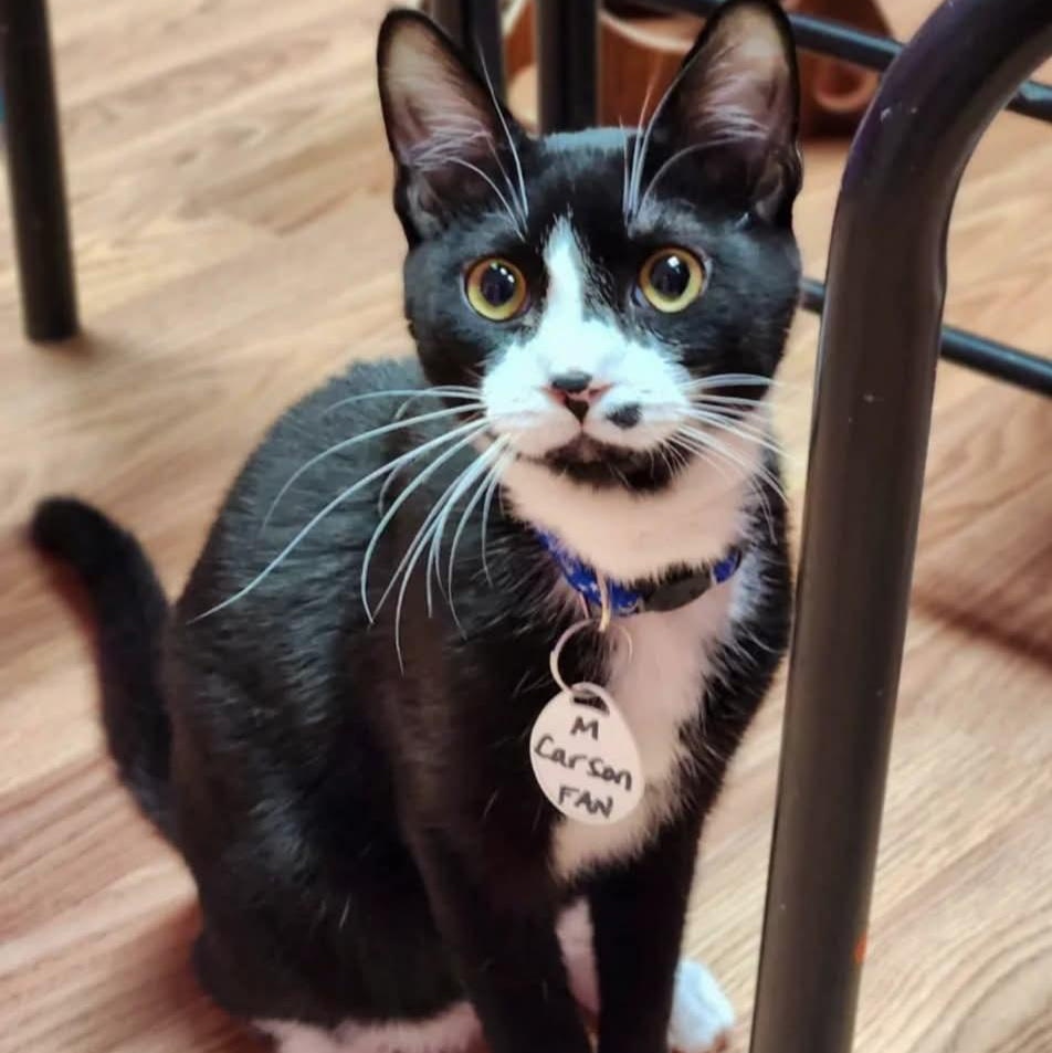 Carson, adoptable, Young Male Domestic Short Hair.