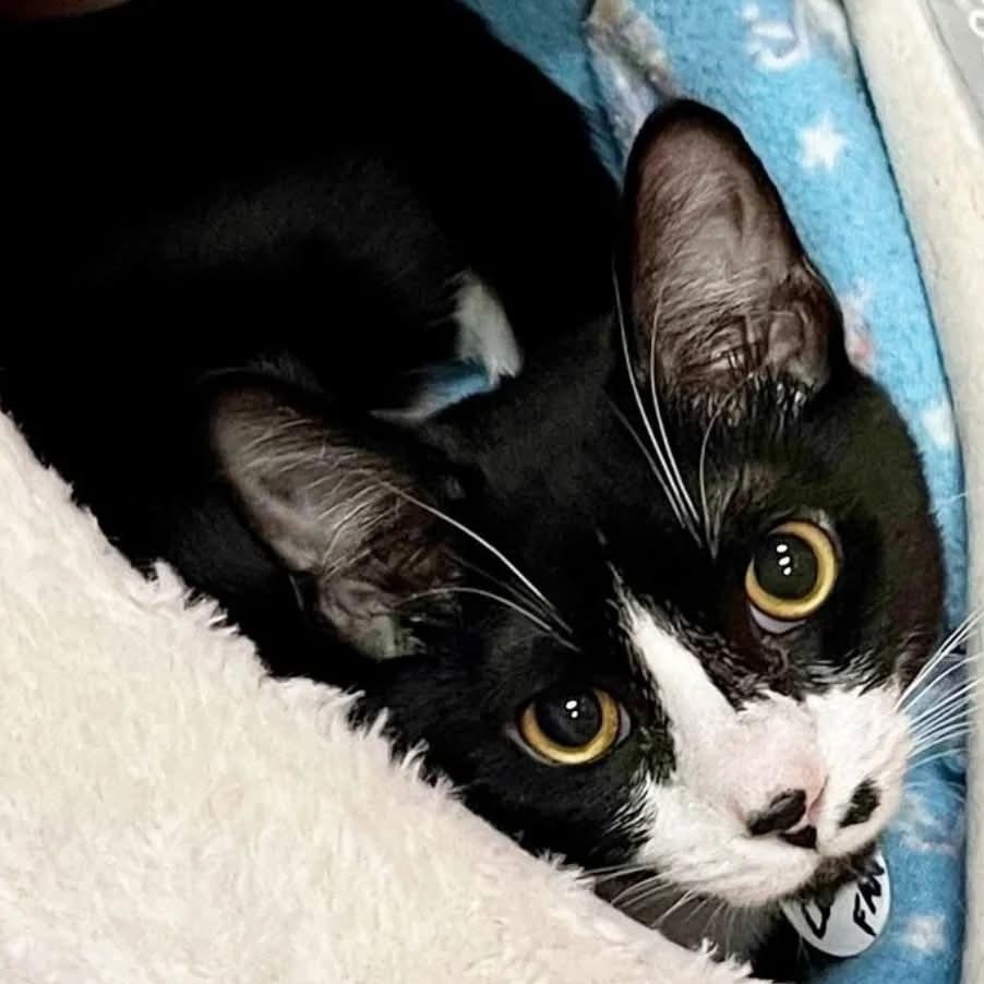 Carson, an adoptable Domestic Short Hair in Norfolk, VA image 3/3