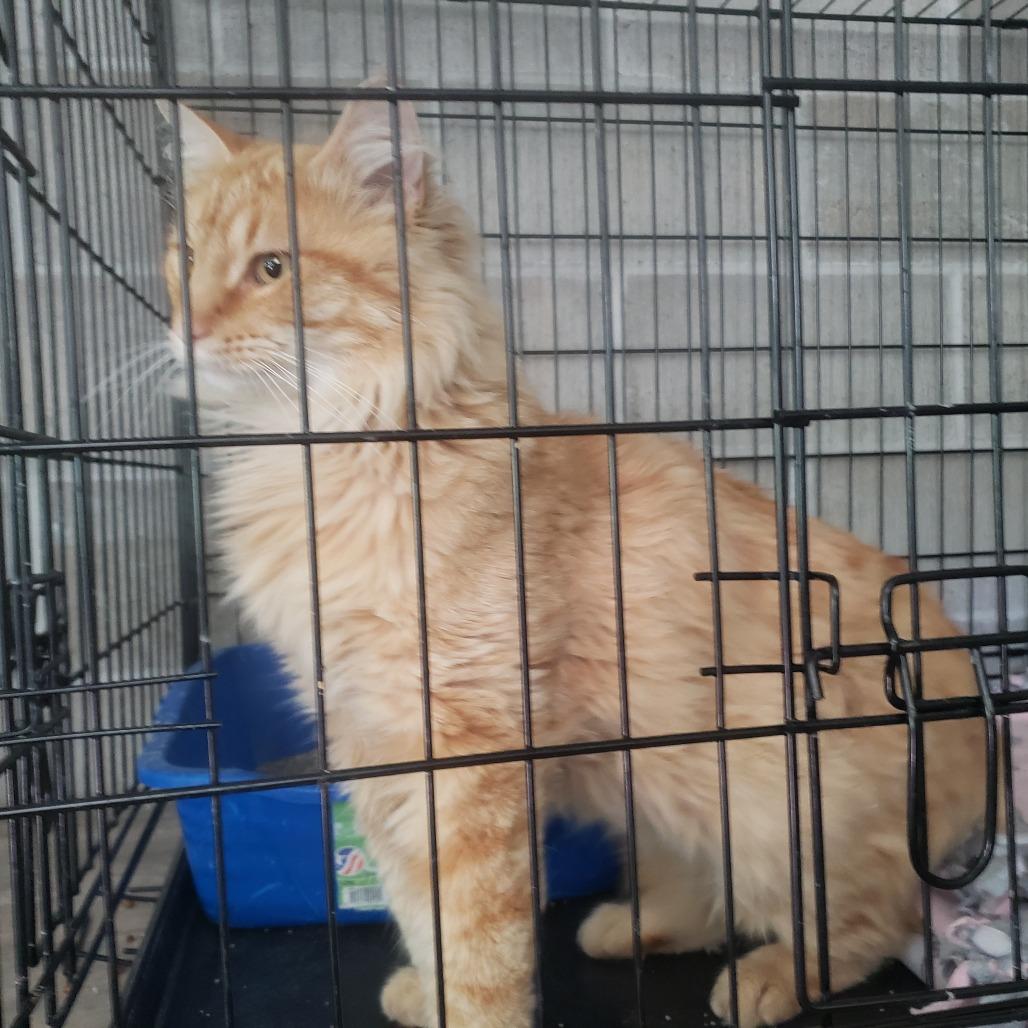 Phoenix, Adoptable, Young Male Domestic Long Hair.