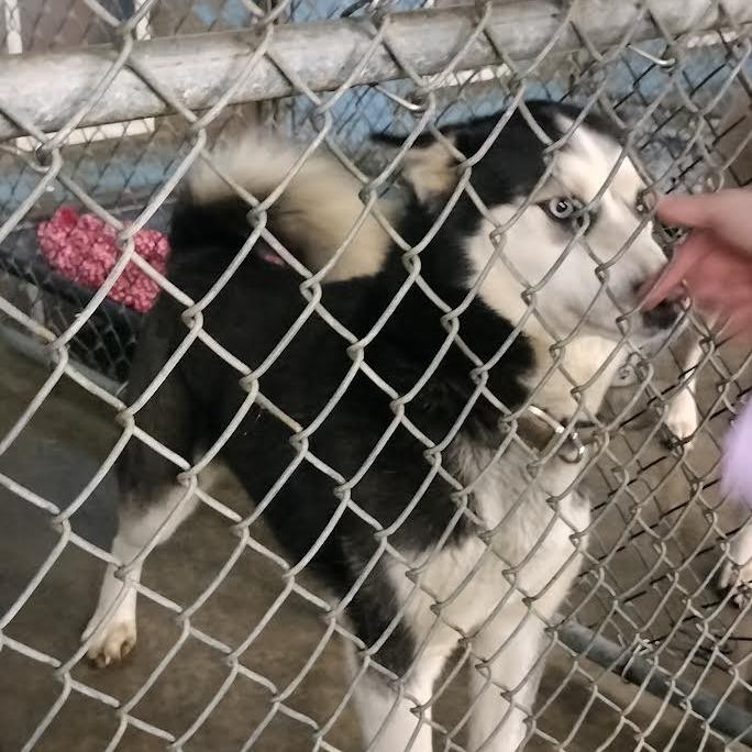 Enlarge Diamond, a Adoptable Siberian Husky in Brooksville, KY image 1/1