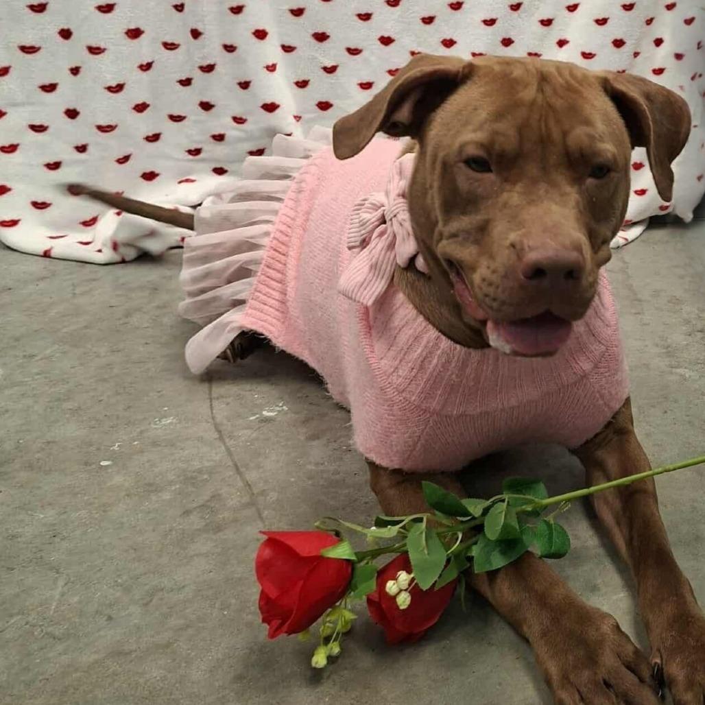 Aurora, a Adoptable Pit Bull Terrier in Hannibal, MO image 4/4