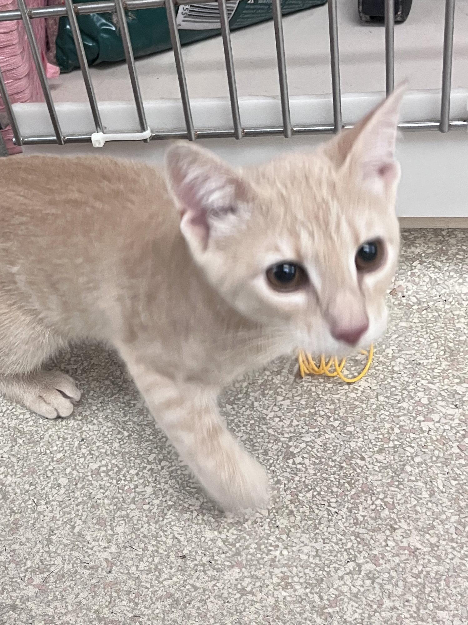 Cheese KITTEN RM, Adopted, Kitten Male Domestic Short Hair.
