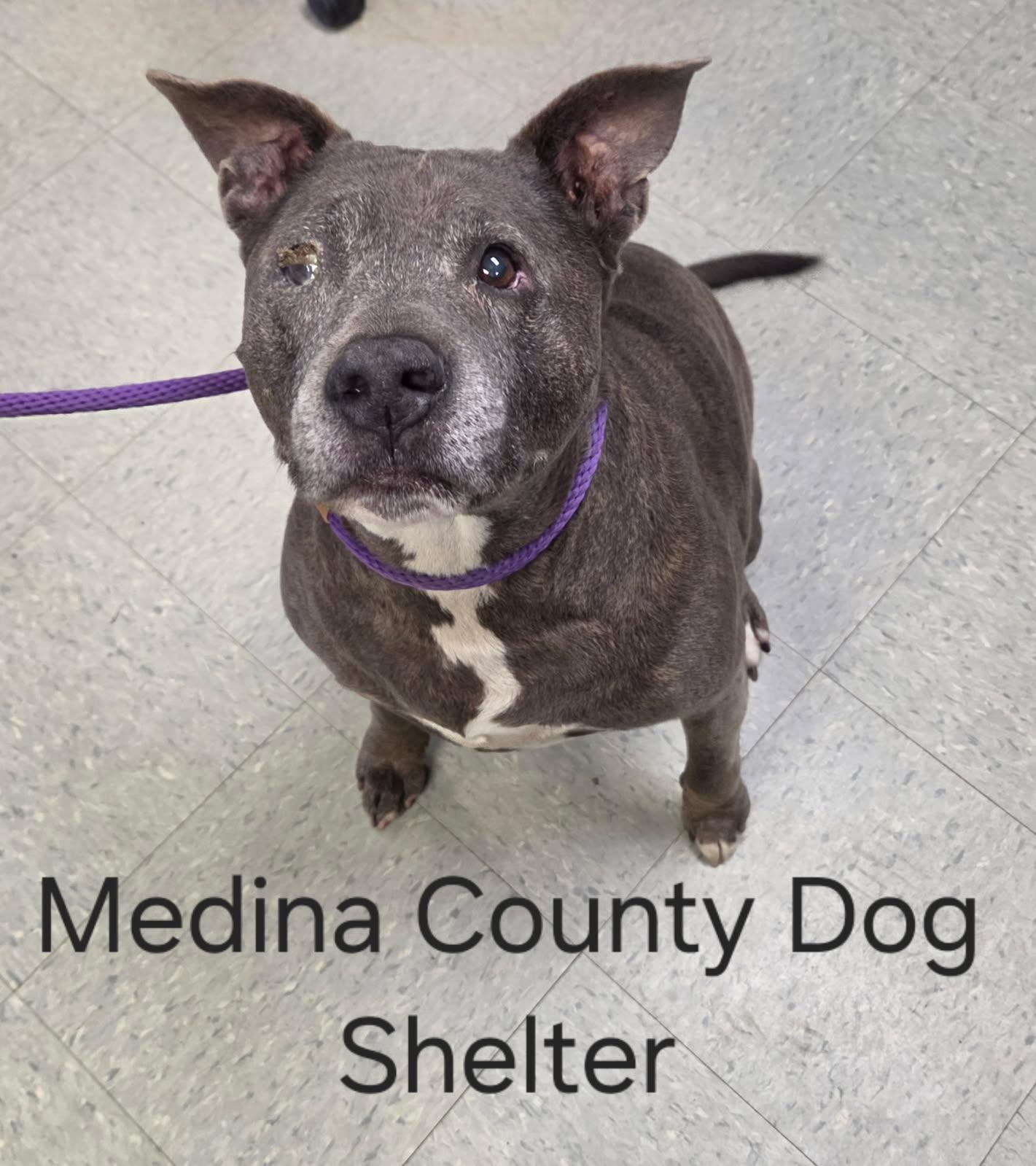 Enlarge Pearl, a ADOPTABLE mixed breed in Medina, OH image 1/1
