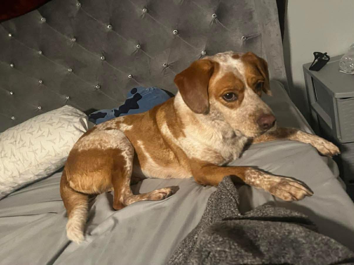 Nipsey, a Adoptable mixed breed in Kutztown , PA image 2/6