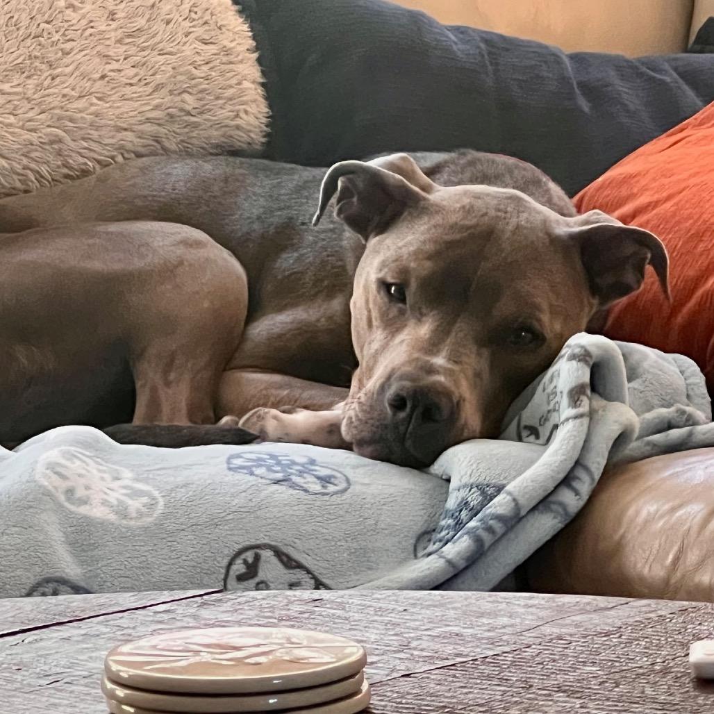 Sammy, Adoptable, Adult Male Pit Bull Terrier.