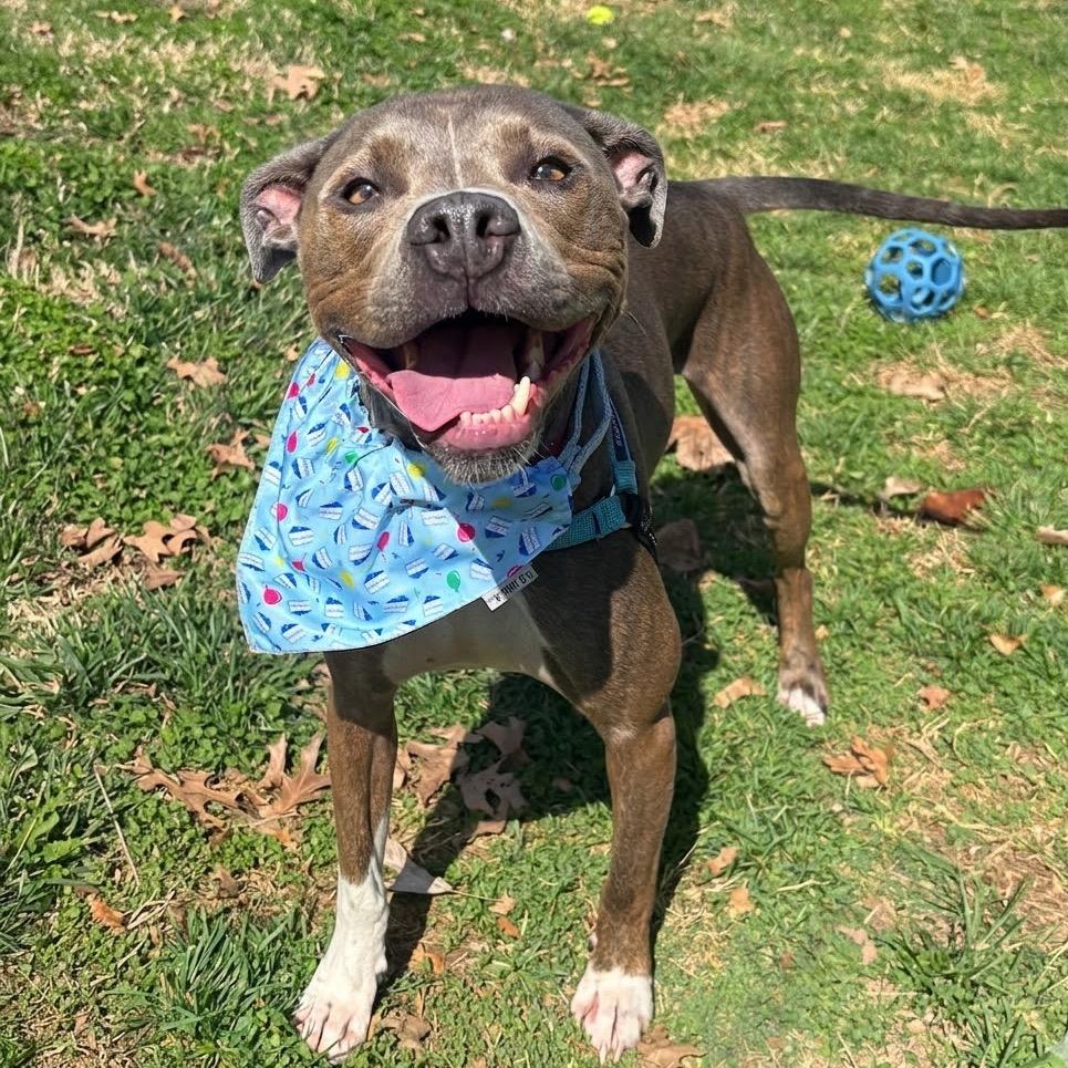 Enlarge Sammy, a Adoptable Pit Bull Terrier in Nashville, TN image 2/6