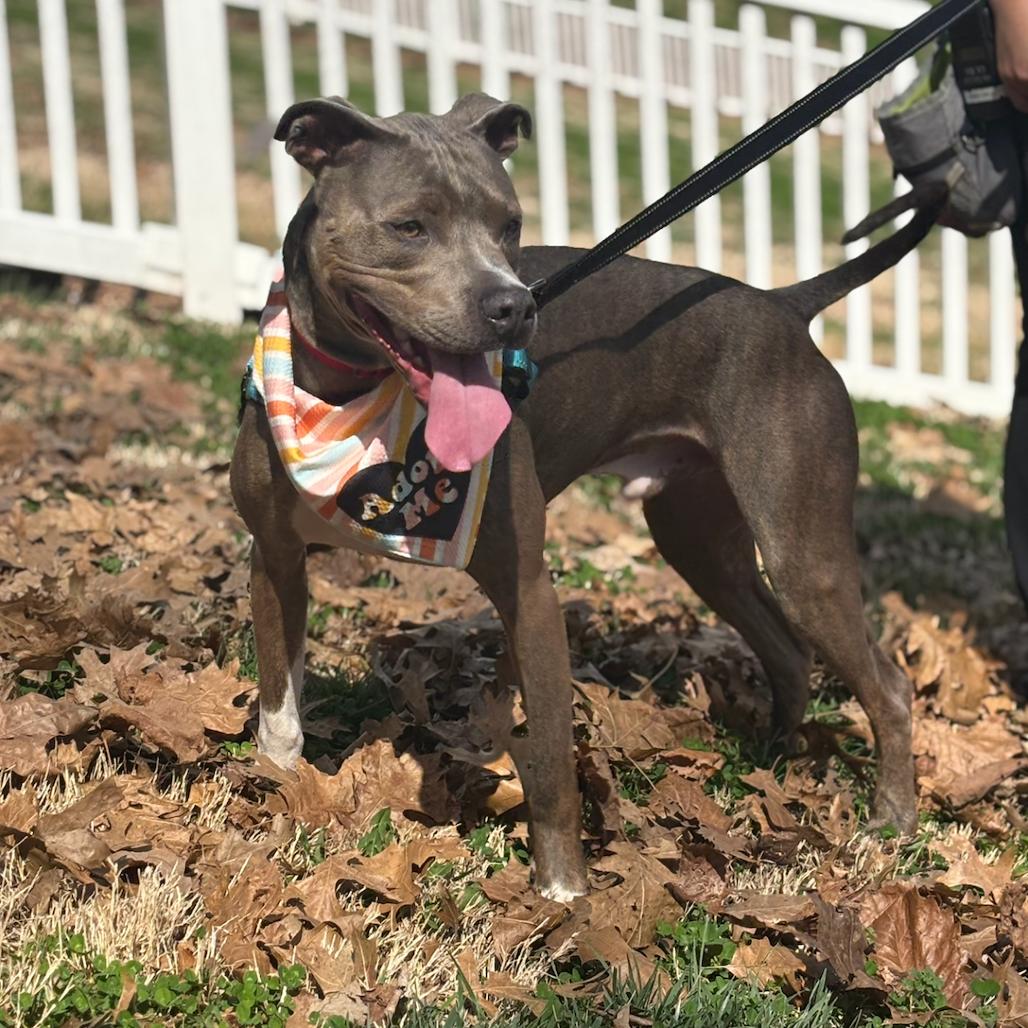 Enlarge Sammy, a Adoptable Pit Bull Terrier in Nashville, TN image 2/6