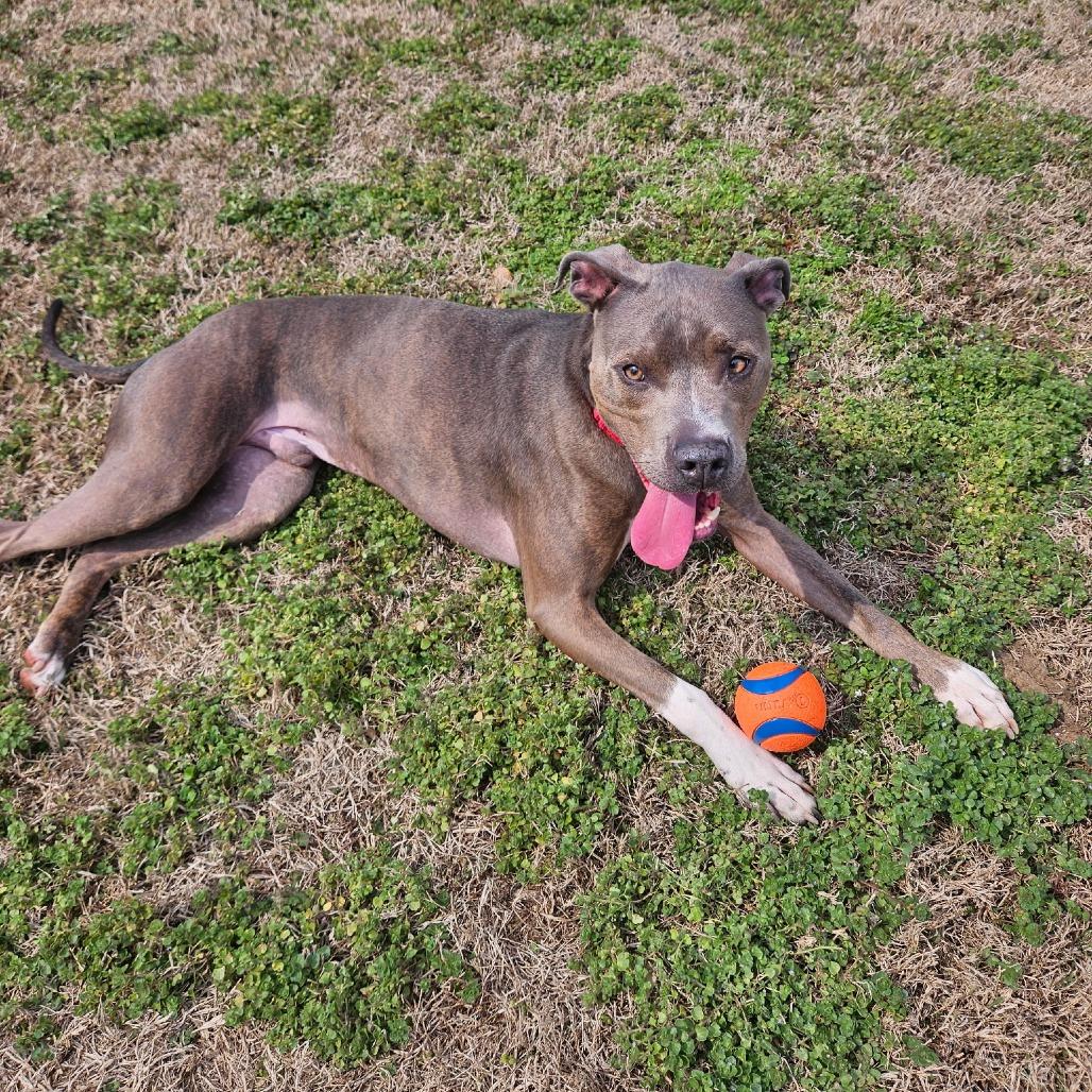 Enlarge Sammy, a Adoptable Pit Bull Terrier in Nashville, TN image 4/6