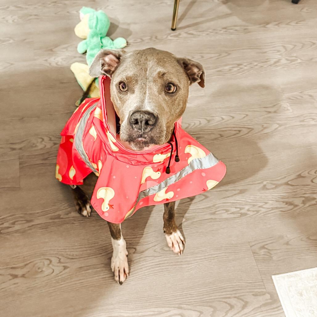 Enlarge Sammy, a Adoptable Pit Bull Terrier in Nashville, TN image 5/6