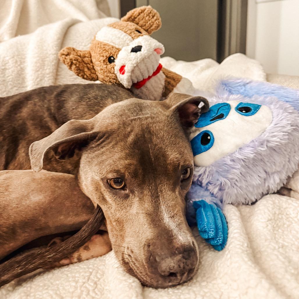 Enlarge Sammy, a Adoptable Pit Bull Terrier in Nashville, TN image 6/6
