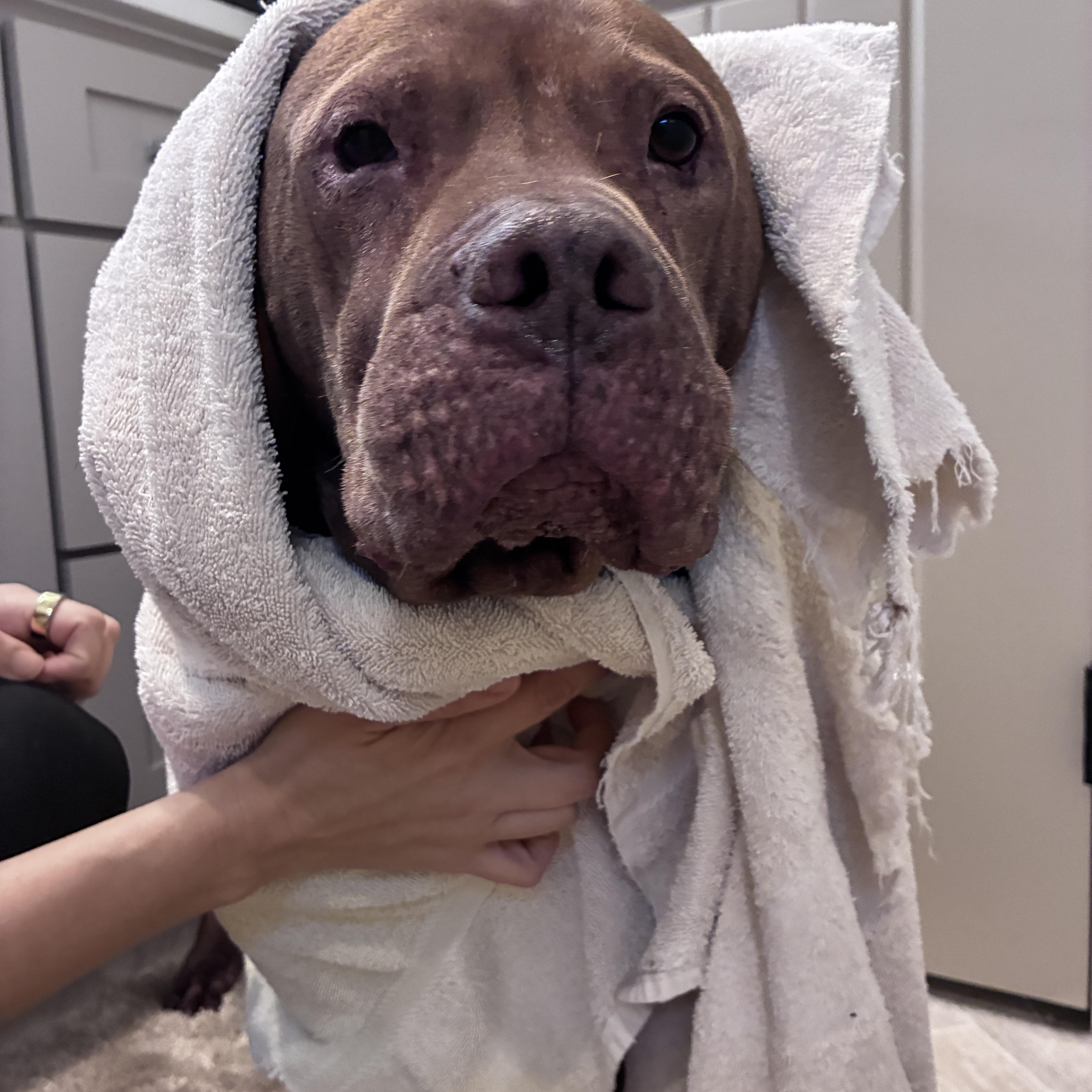 Enlarge Bobby, a Adoptable mixed breed in Columbus , OH image 4/6