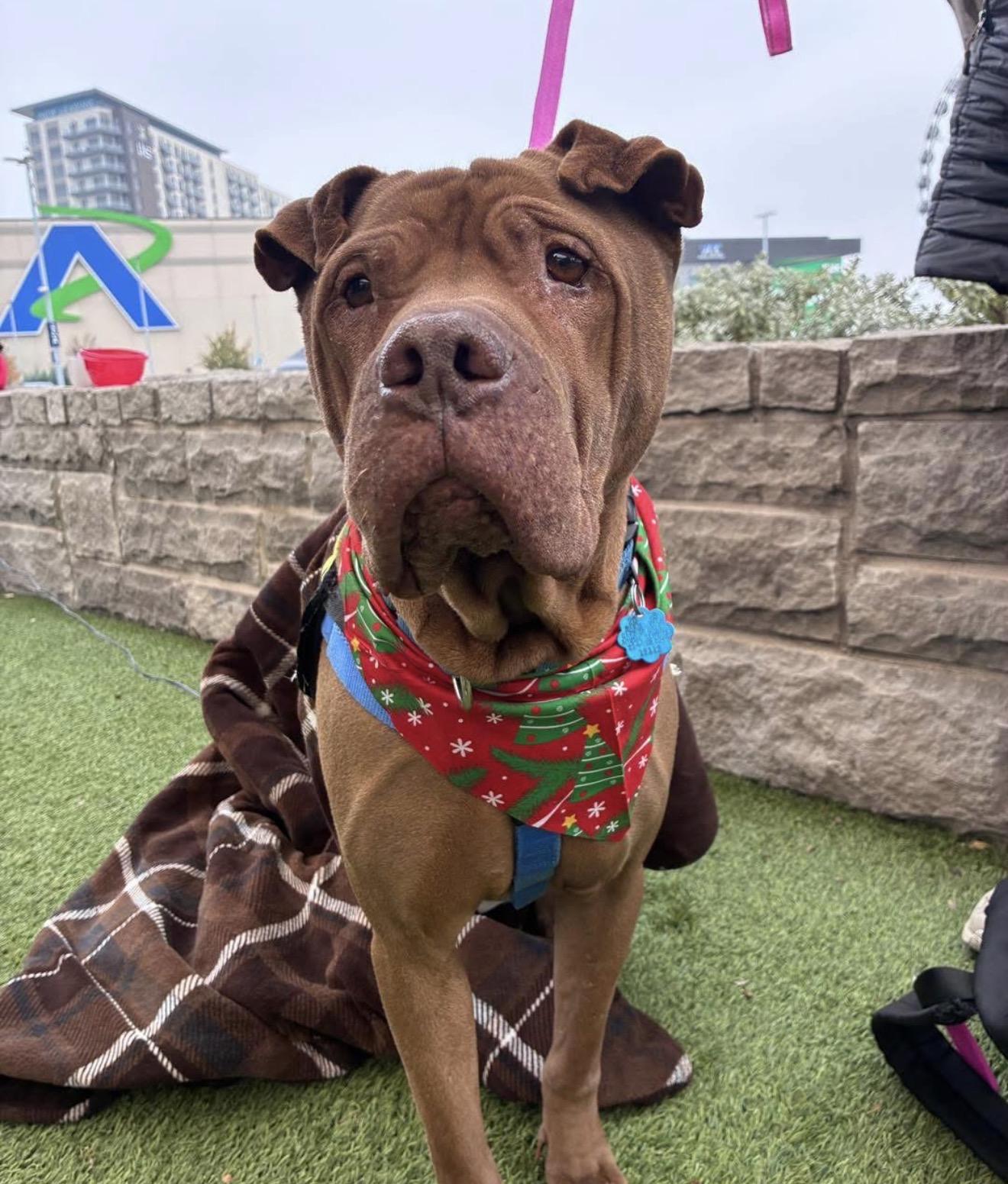 Enlarge Bobby, a Adoptable mixed breed in Columbus , OH image 1/6