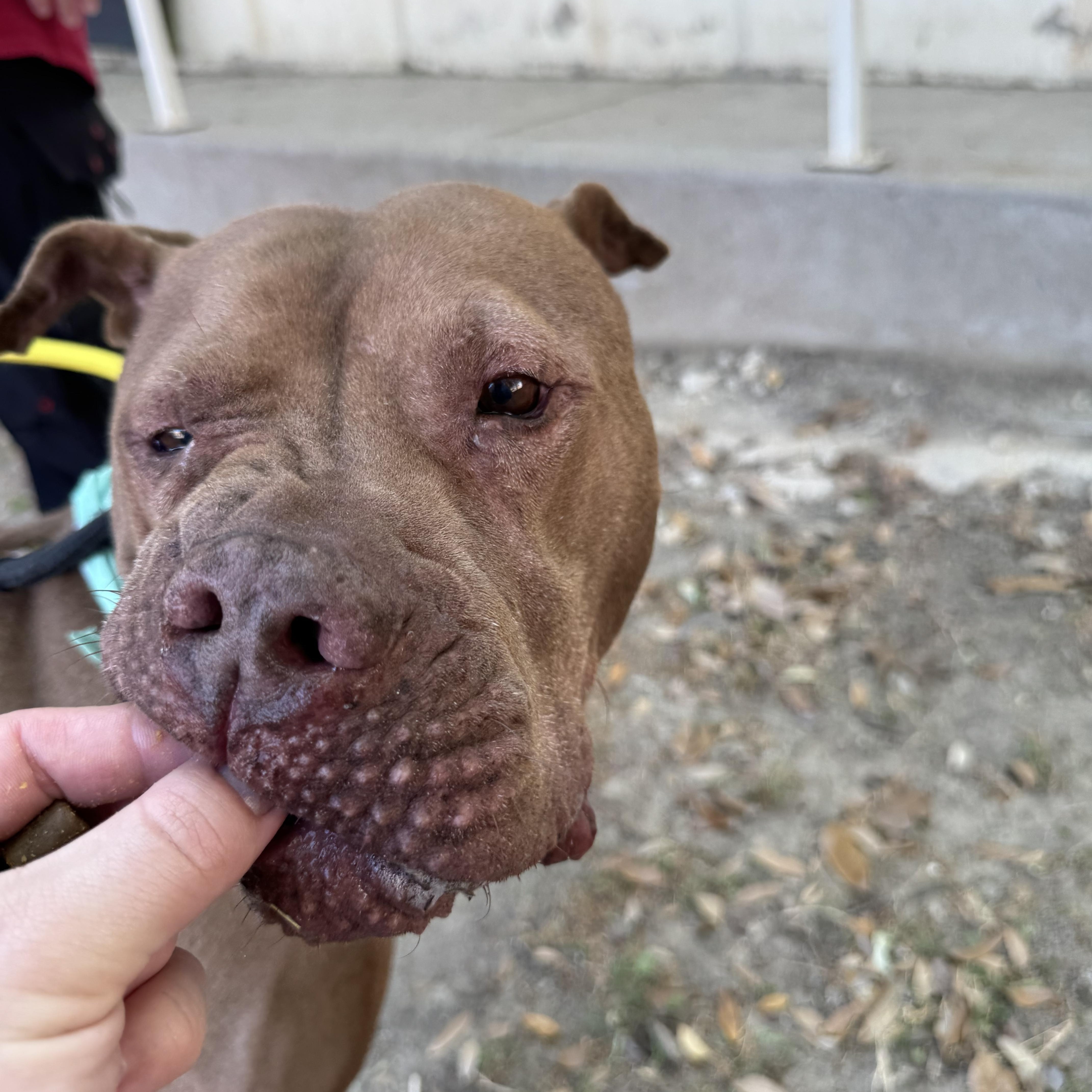 Enlarge Bobby, a Adoptable mixed breed in Columbus , OH image 2/6