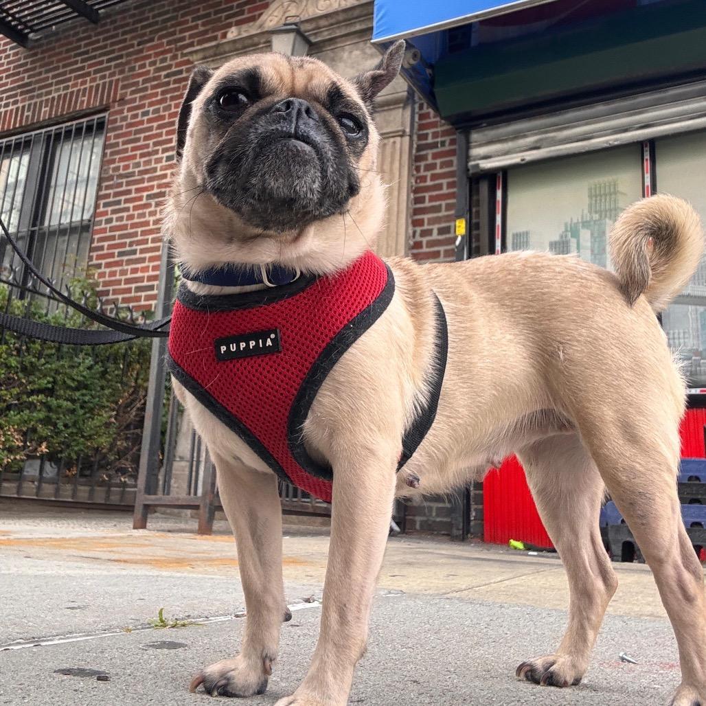 Messi, Adoptable, Adult Female Pug.