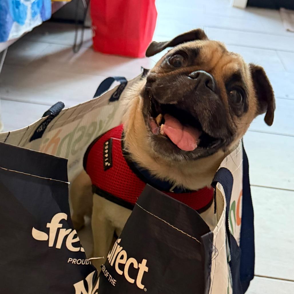 Enlarge Messi, a Adoptable Pug in Jersey City, NJ image 2/5