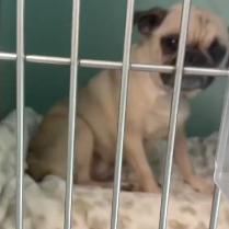 Enlarge Messi, a Adoptable Pug in Jersey City, NJ image 3/5