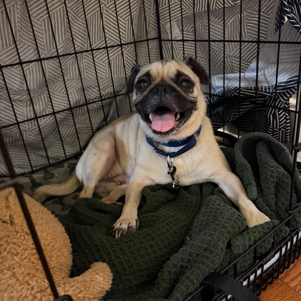 Enlarge Messi, a Adoptable Pug in Jersey City, NJ image 4/5