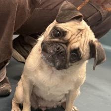 Enlarge Messi, a Adoptable Pug in Jersey City, NJ image 5/5