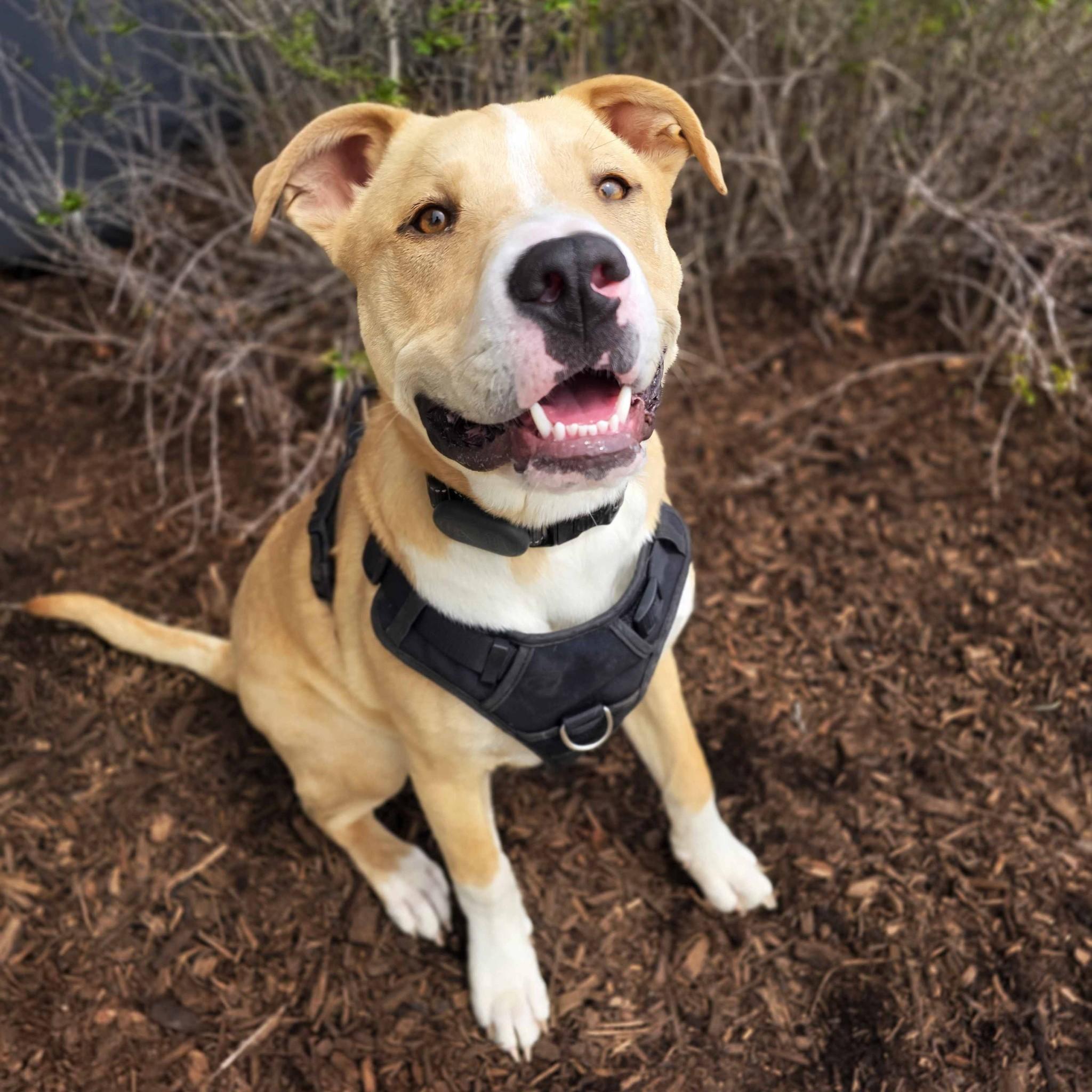 Enlarge Jordyn, an adoptable mixed breed in Itasca, IL image 1/4