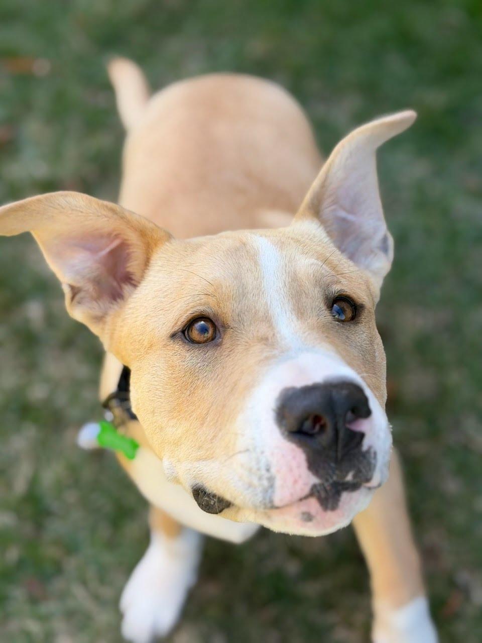 Enlarge Jordyn, an adoptable mixed breed in Itasca, IL image 3/4