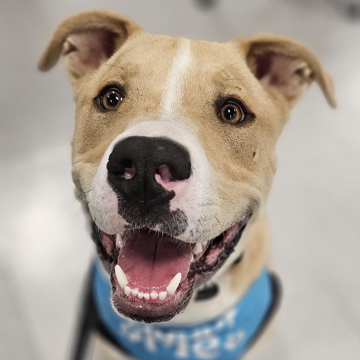 Jordyn, adoptable, Young Male American Staffordshire Terrier.