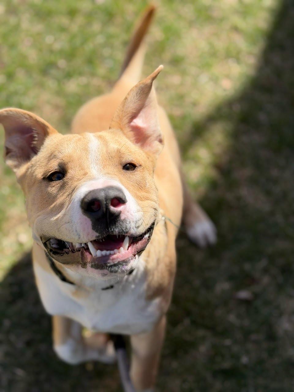 Enlarge Jordyn, an adoptable mixed breed in Itasca, IL image 2/4