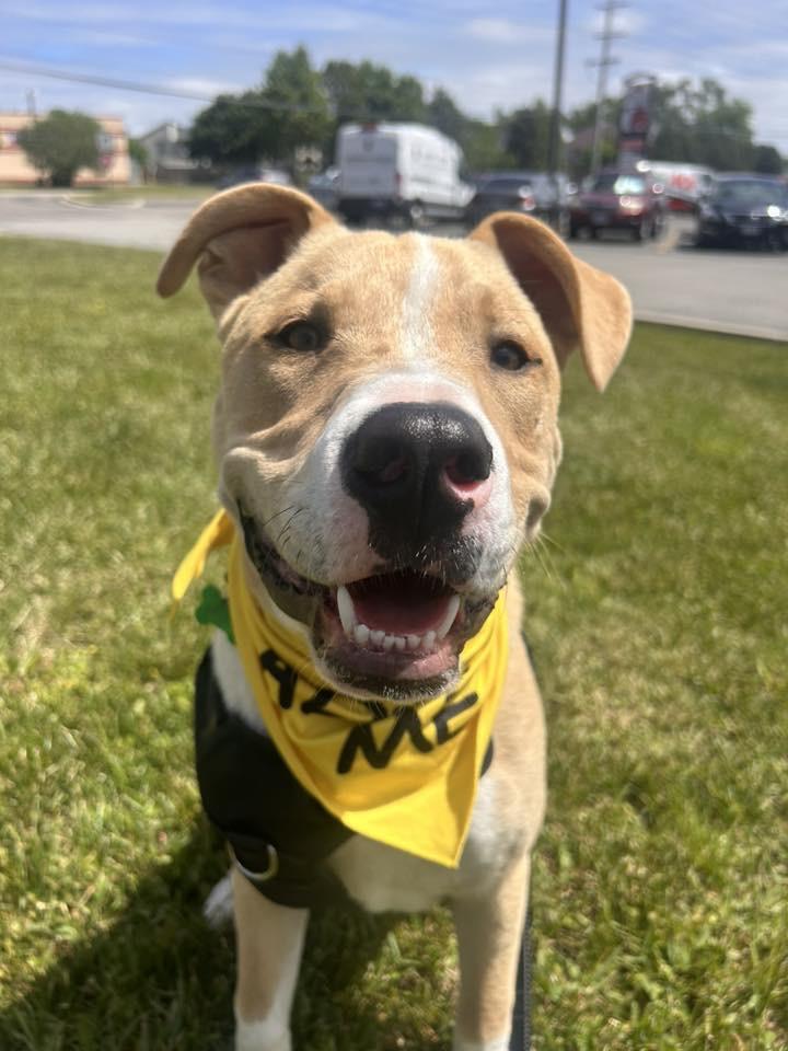 Jordyn, an adoptable mixed breed in Itasca, IL image 6/6