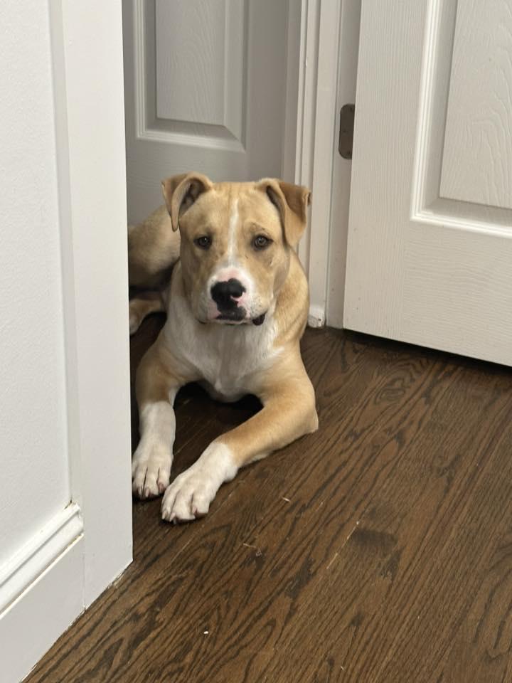 Enlarge Jordyn, an adoptable mixed breed in Itasca, IL image 4/4