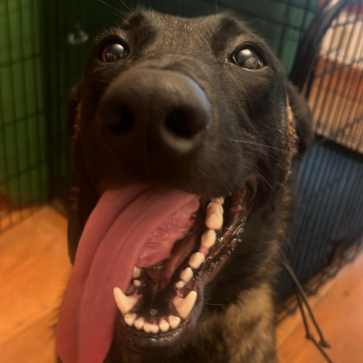 Enlarge Echo, a Adoptable Belgian Shepherd / Malinois in Boston, MA image 4/4