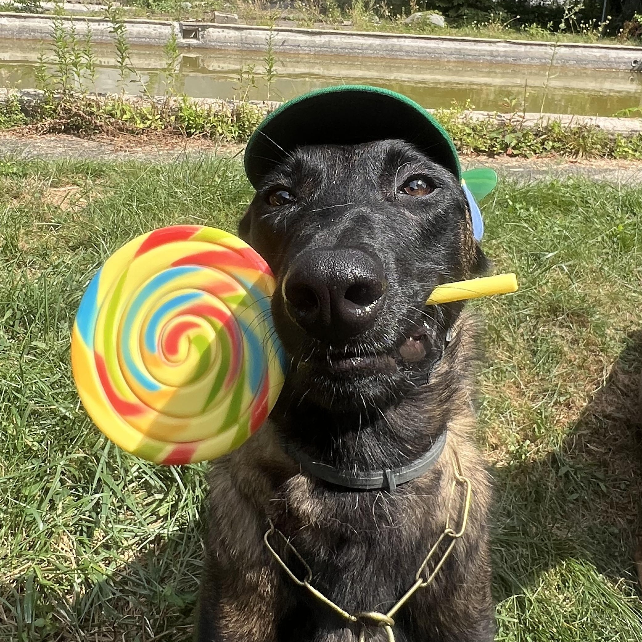 Echo, Adoptable, Young Male Belgian Shepherd / Malinois.