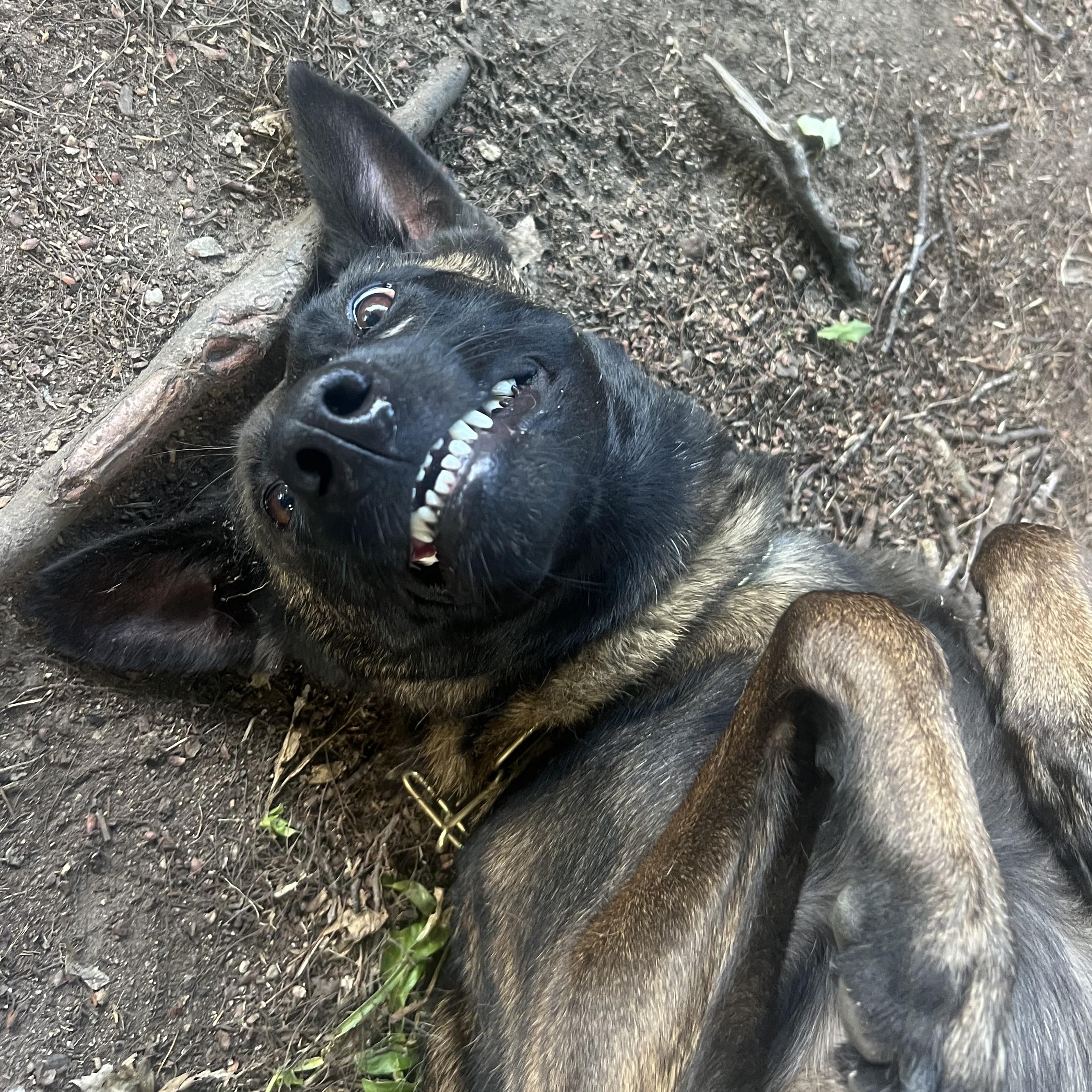 Enlarge Echo, a Adoptable Belgian Shepherd / Malinois in Boston, MA image 2/4