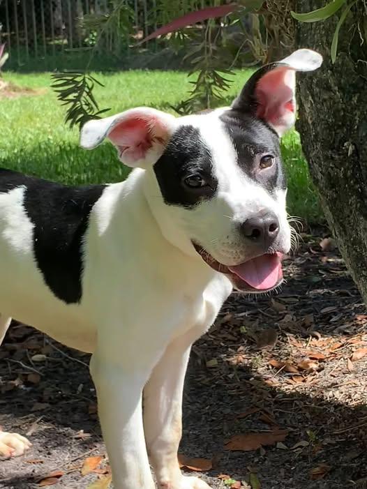 Enlarge Benny, a Adoptable Mixed Breed in Naples, FL image 1/1