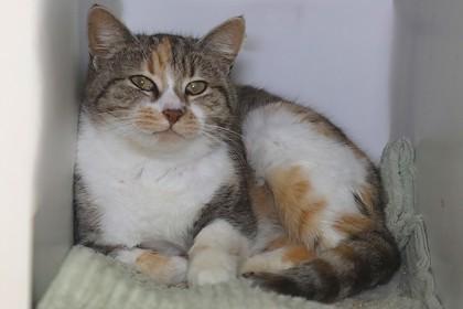 Calico — thumbnail 2